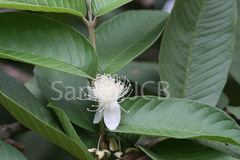 Psidium guajava